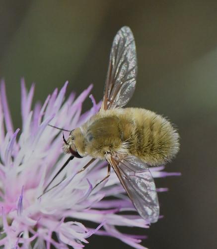 Réf. 237 610 : Systoechus sp.
